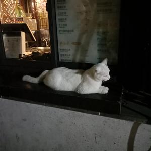 午夜迷情一级毛片
